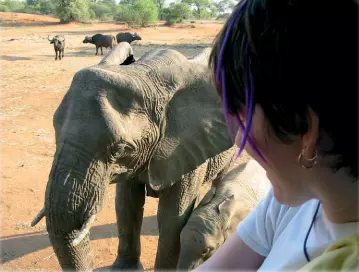 up close and personal with the elephant population